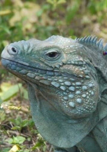 Cayman Iguana