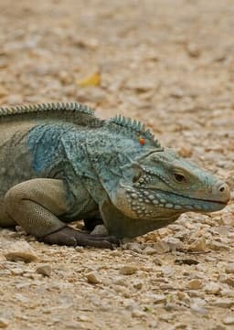 Cayman Iguana