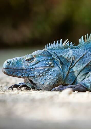 Cayman Iguana