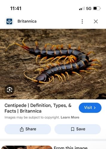Centipede