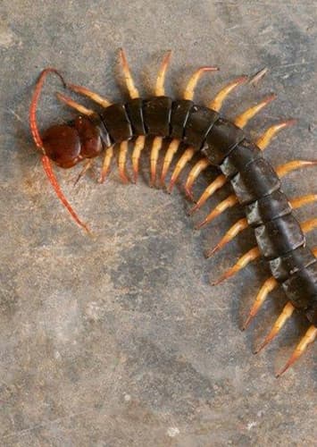 Centipede