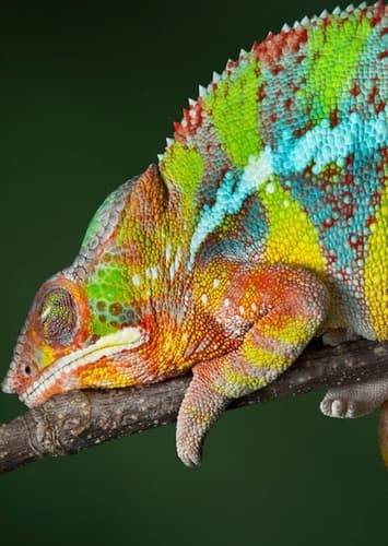 Chameleon