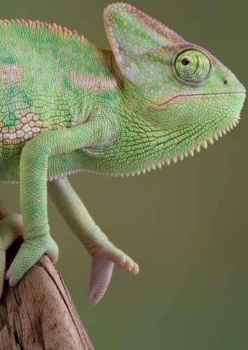 Chameleon