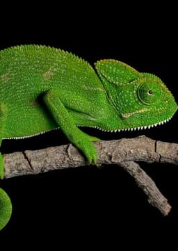 Chameleon