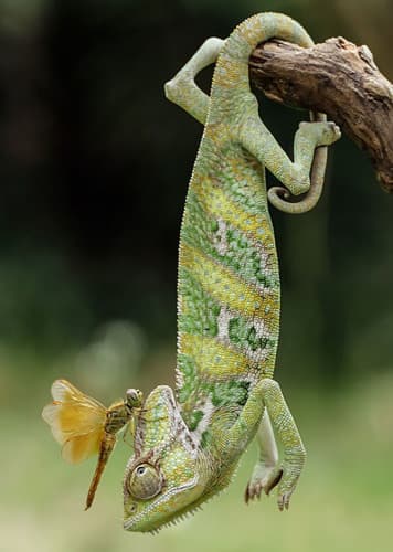 Chameleon