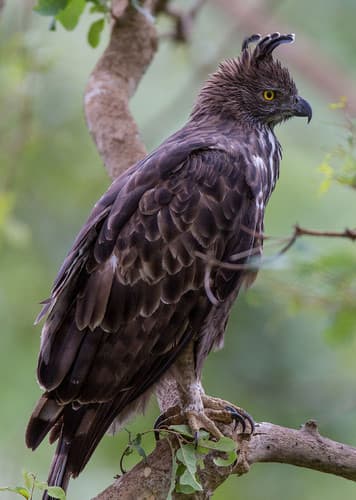 Changeable Hawk-Eagle
