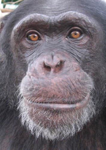 Charlie the Chimp