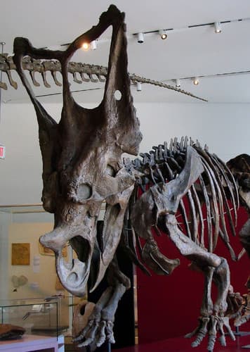 Chasmosaurus