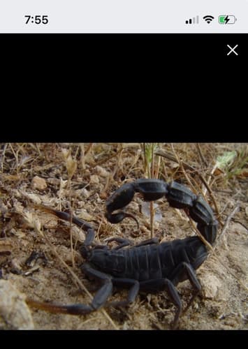 Scorpion