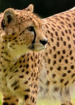 Cheetah