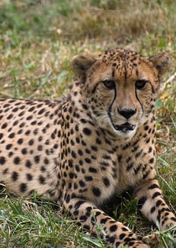 Cheetah
