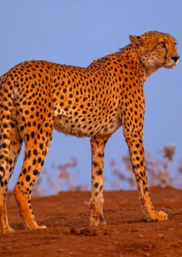 Cheetah