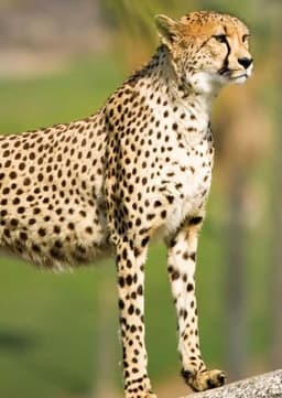 Cheetah