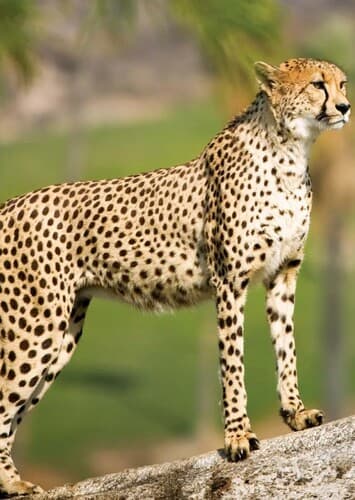 Cheetah