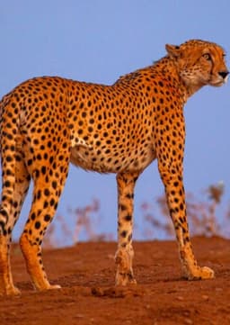 Cheetah
