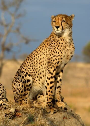 Cheetah