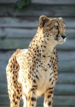 Cheetah