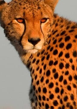 Cheetah