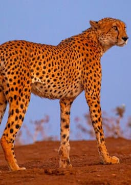 Cheetah