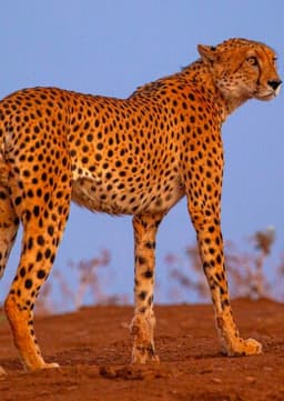 Cheetah