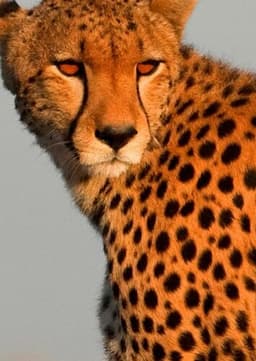 Cheetah