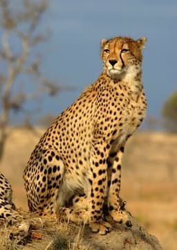 Cheetah