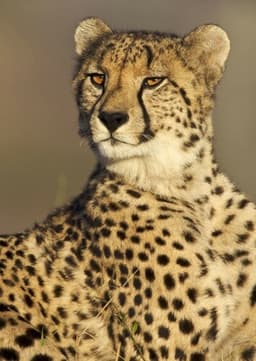 Cheetah