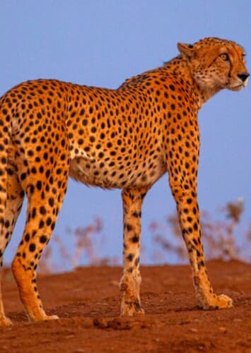 Cheetah
