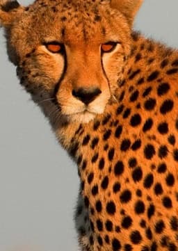 Cheetah