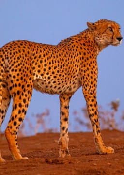 Cheetah