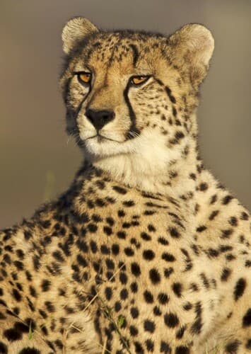 Cheetah