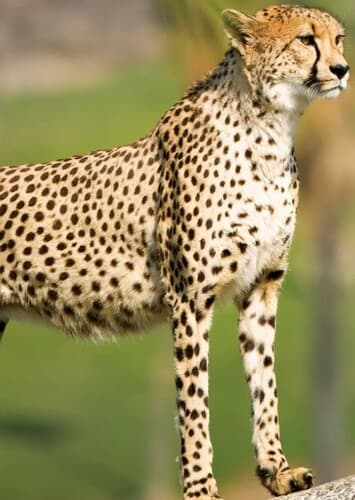 Cheetah
