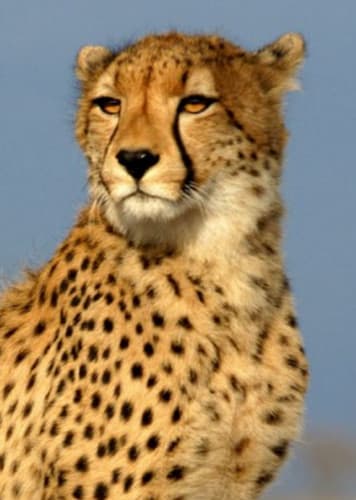 Cheetah