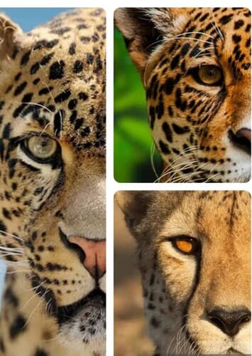 Cheetah, Jaguar, Leopard