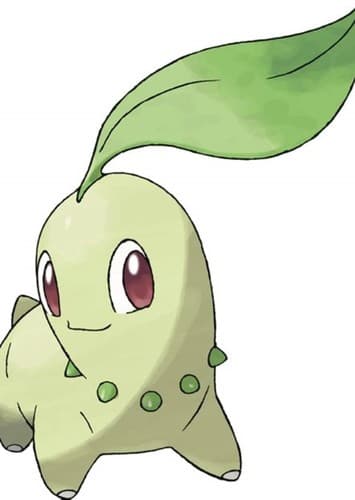 Chikorita