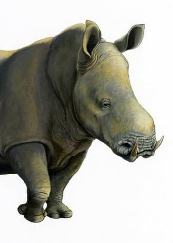 Chilotherium
