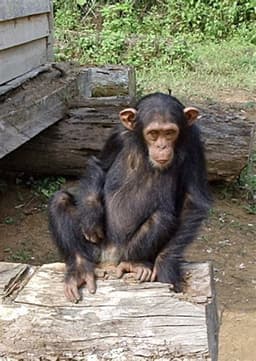 Chimpanzee