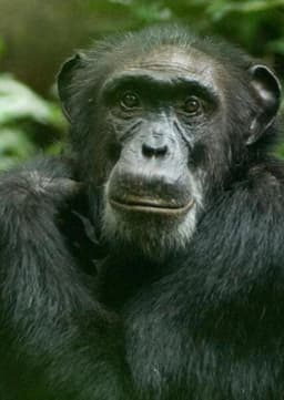 Chimpanzee