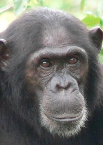 Chimpanzee