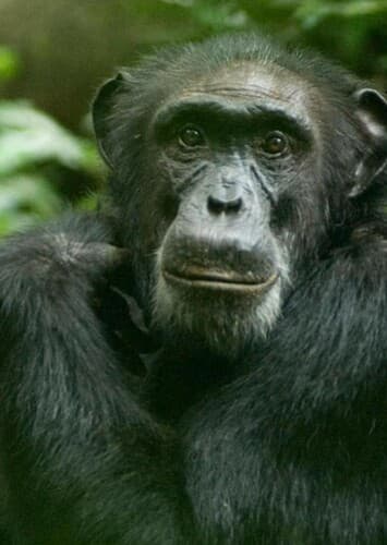 Chimpanzee
