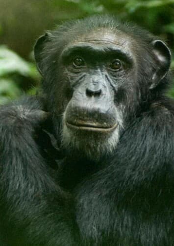 Chimpanzee