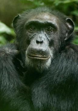 Chimpanzee