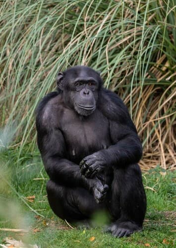 Chimpanzee