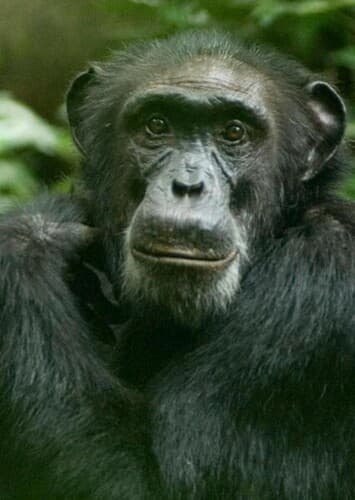 Chimpanzee