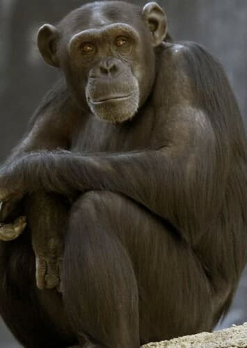Chimpanzee