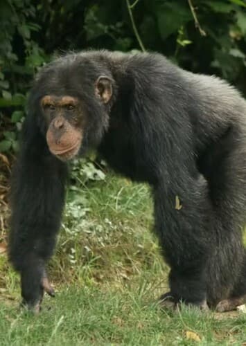 Chimpanzee