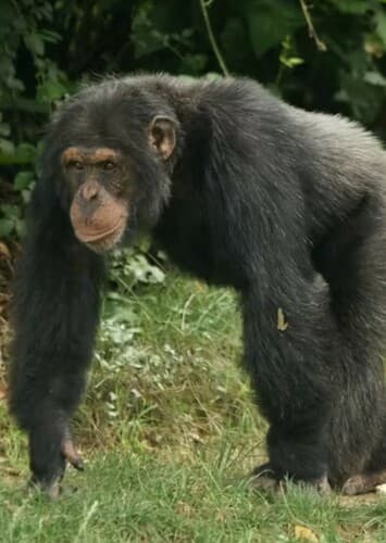 Chimpanzee