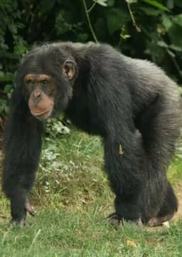 Chimpanzee