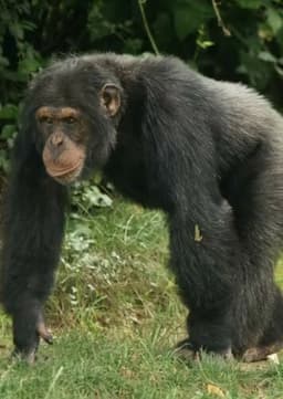 Chimpanzee