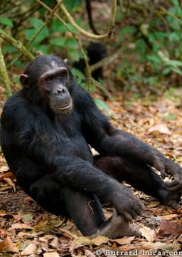 Chimpanzee